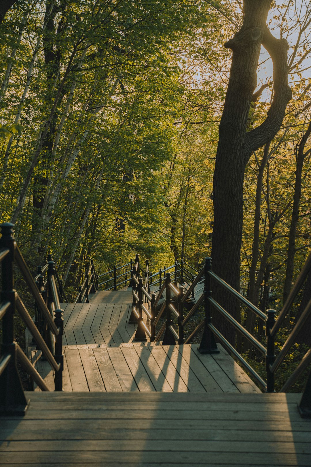 Forest photo spot Montréal Sainte-Anne-de-Bellevue