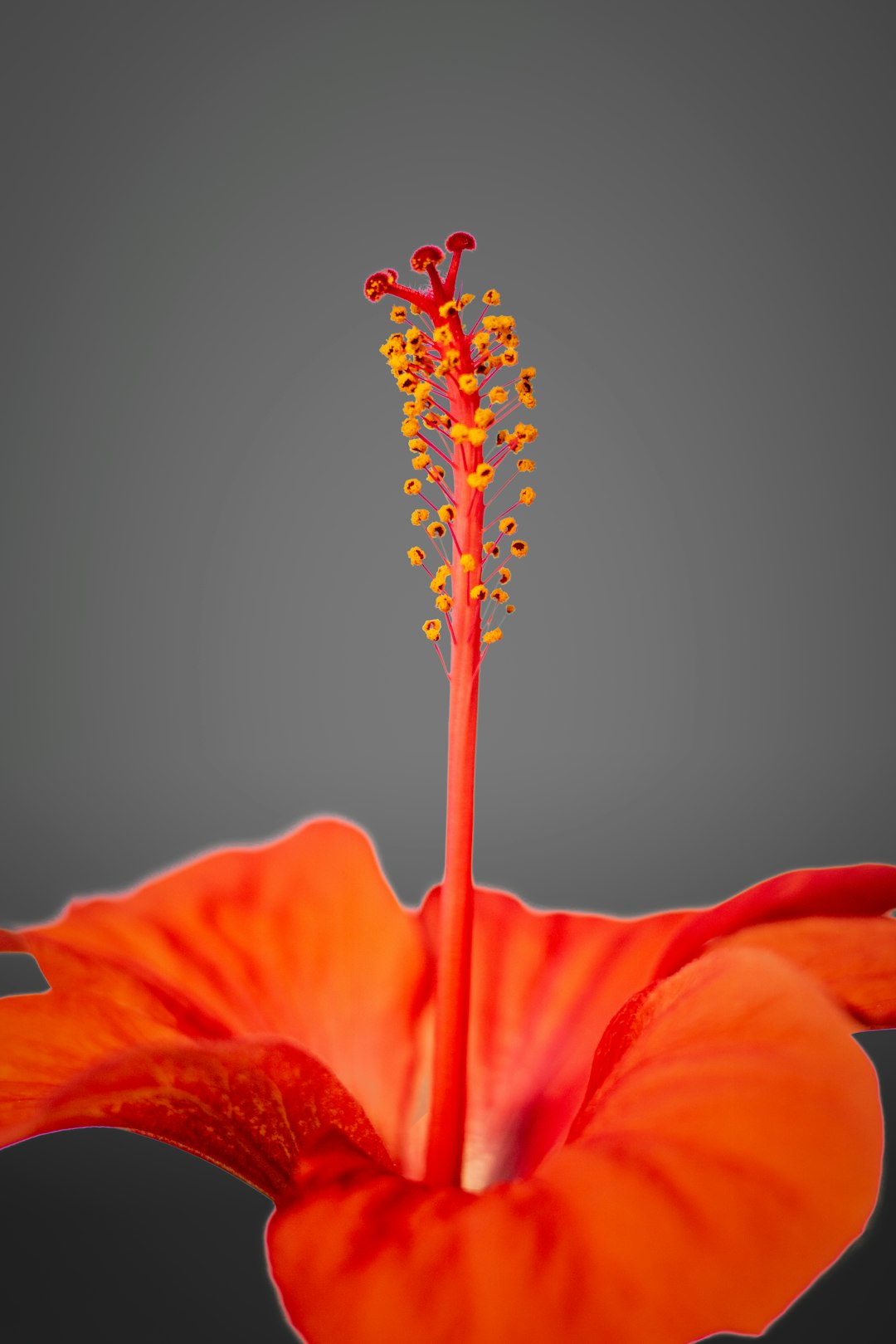 red hibiscus in bloom close up photo