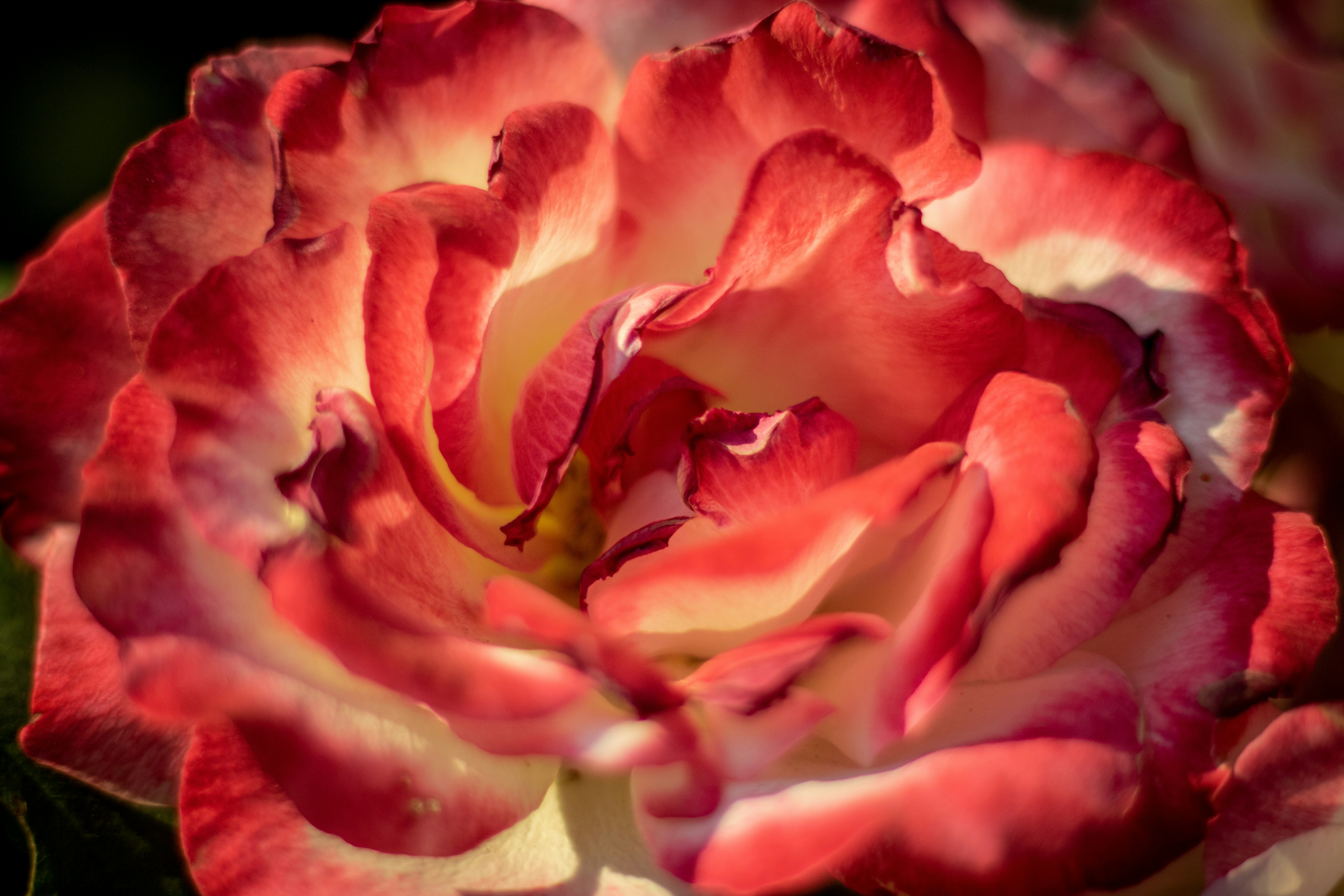 Photo by ovidiugruescu