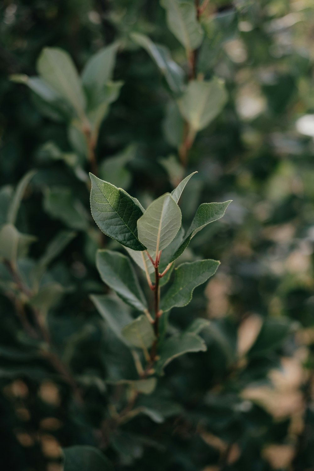 green leaf plant in close up photography