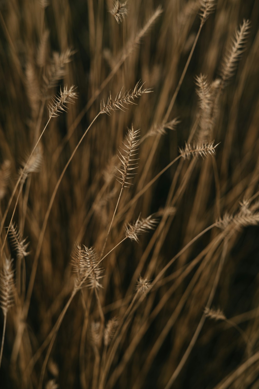 campo di grano bruno durante il giorno