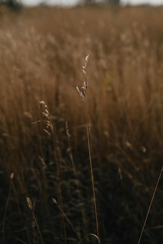 brown wheat field during daytime in Saskatchewan Canada