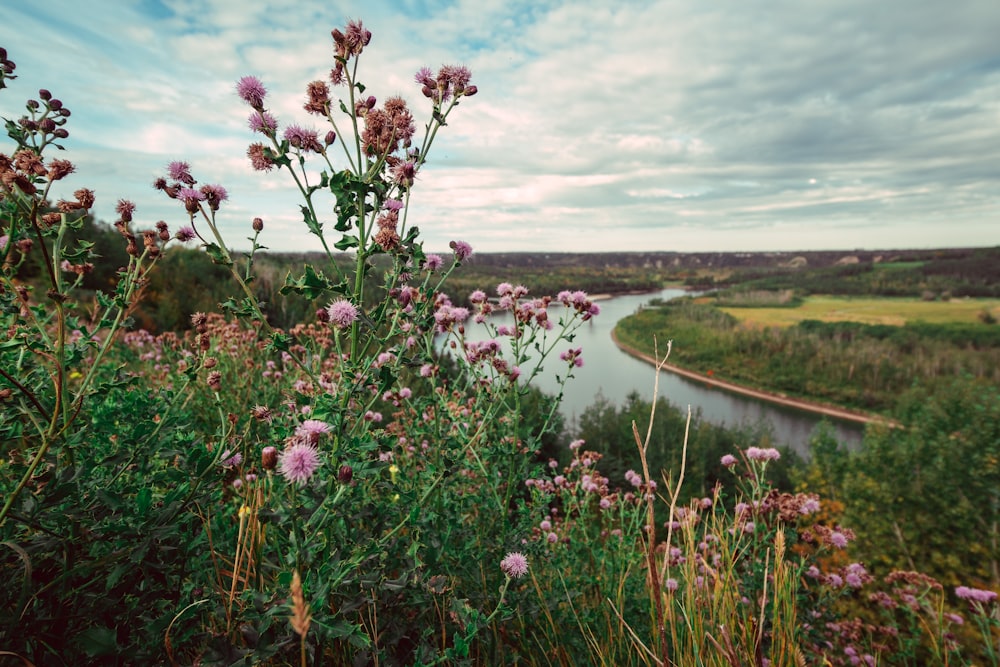 pink flowers near river during daytime