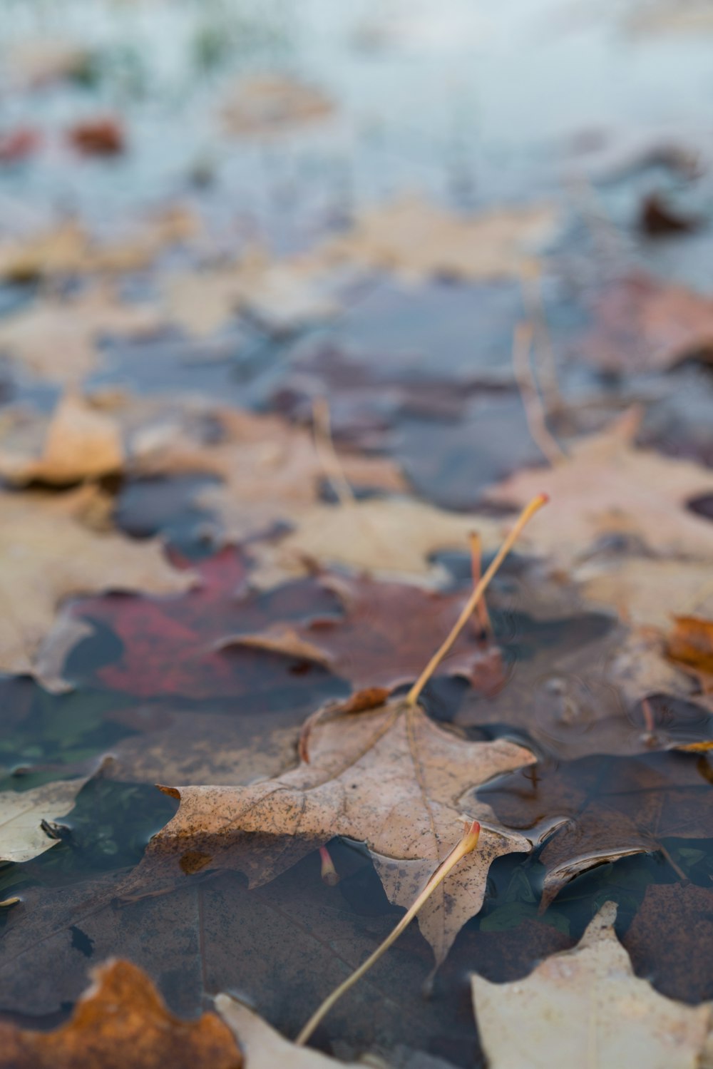 brown dried leaves on water