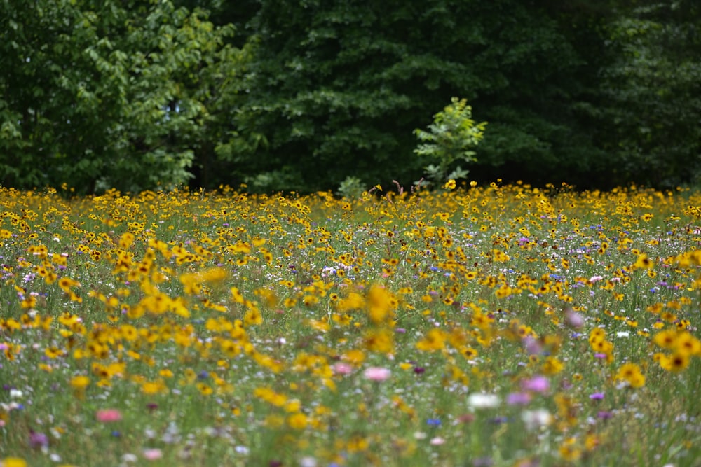 a field of wildflowers with trees in the background