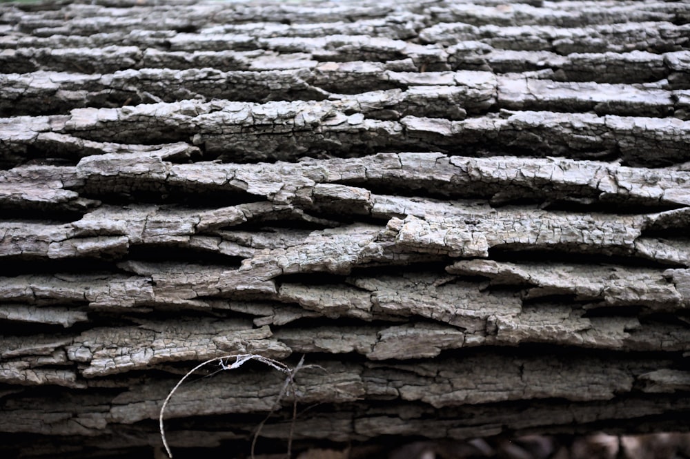 Tronco de madera marrón y gris