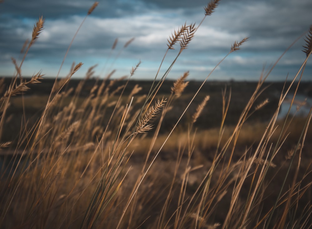 brown wheat field under blue sky during daytime