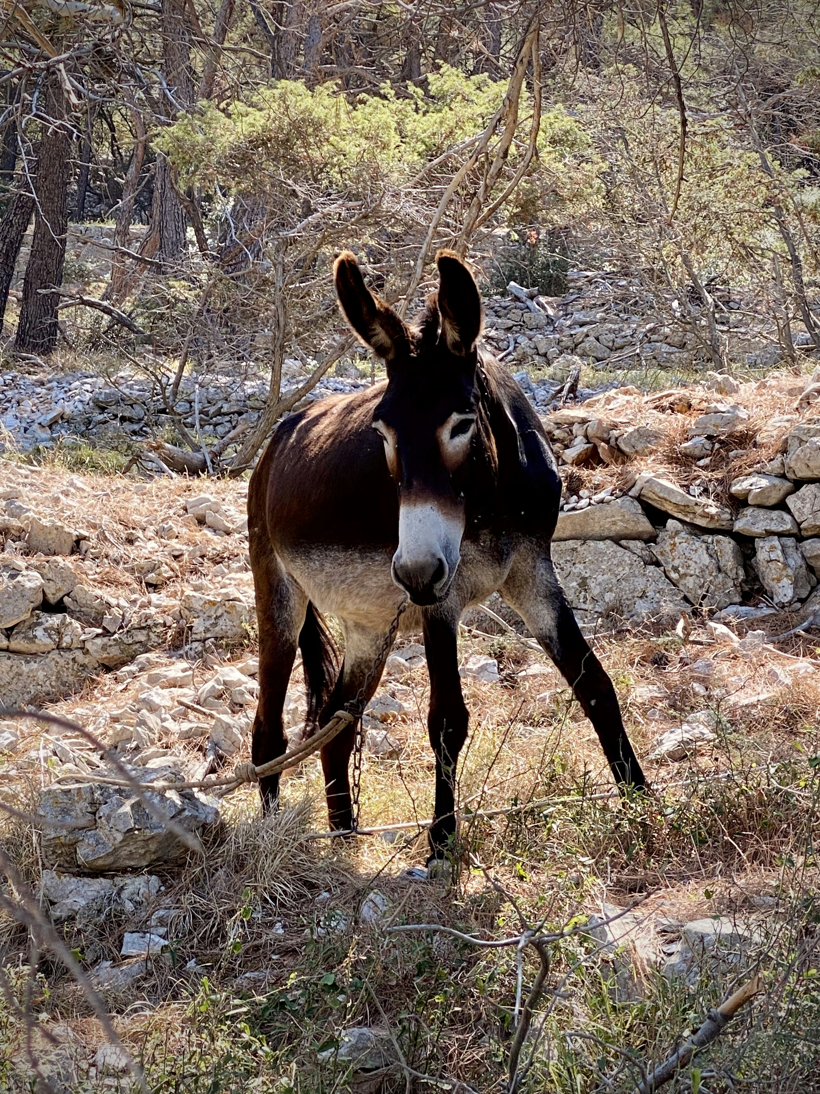 No donkey business here please. Donkey relaxes in the midday heat near the beach on the Croatian island of Mali Losinj.