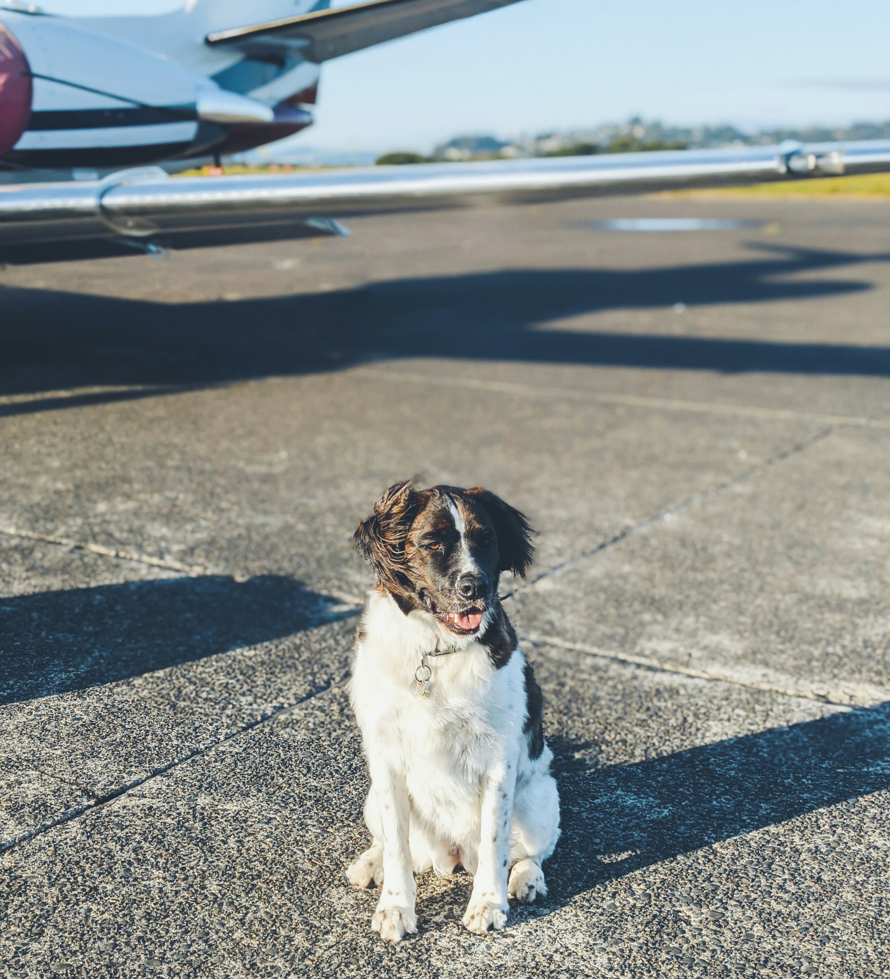 dog on tarmac