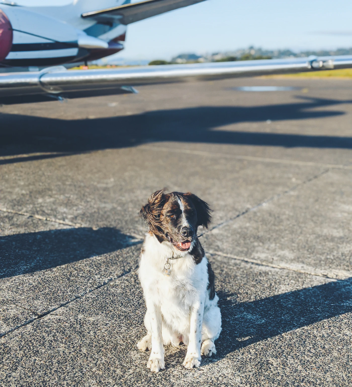 A calm dog sitting on the tarmac beside a small aircraft on a clear day, ready to board for a flight