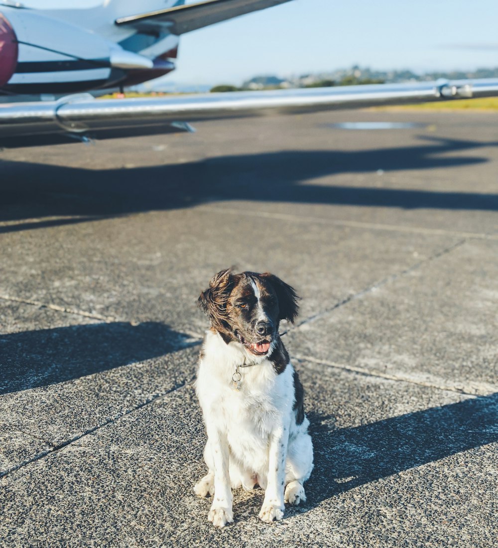 Can I Really Buy My Dog a Plane Ticket? An Exciting Guide!
