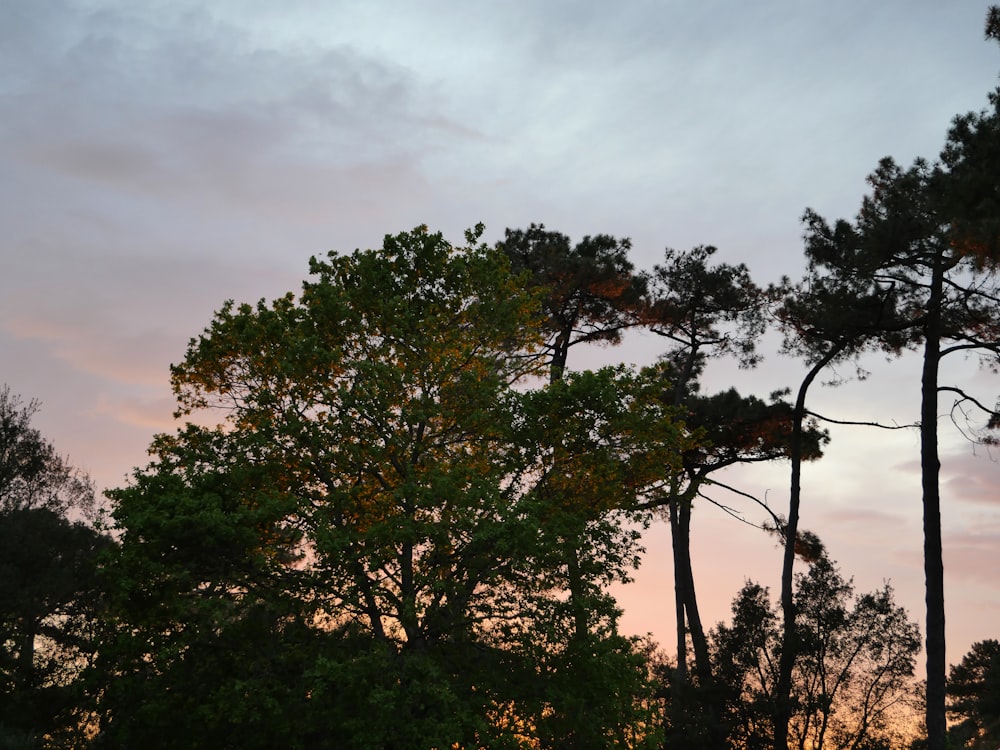 green tree under gray sky