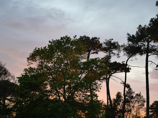 green tree under gray sky in Capbreton France