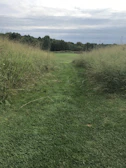 A peaceful outdoor scene of a winding path through tall grass under a calm, overcast sky.
