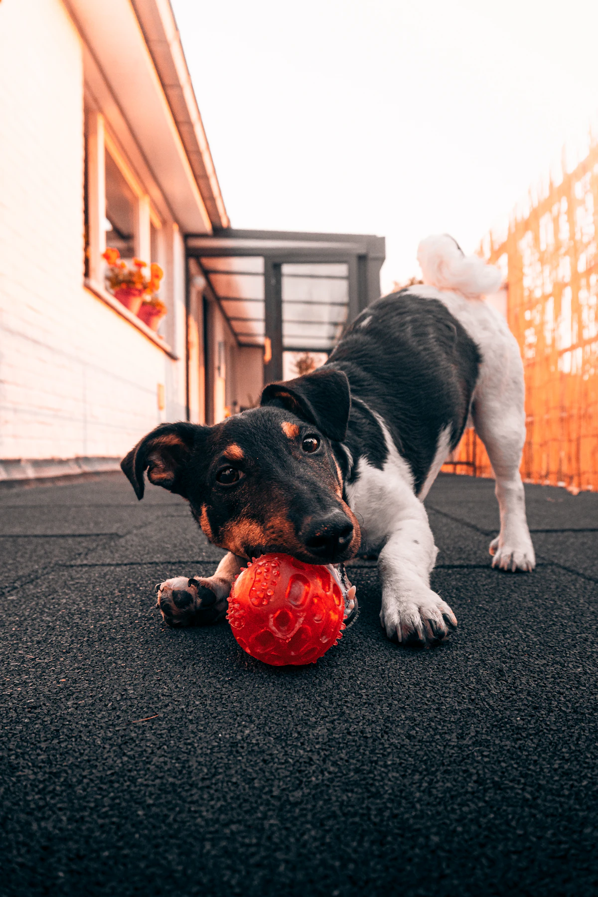 Cane che gioca con una palla rossa su tappeto