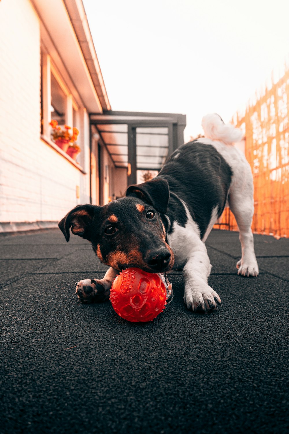 black and white short coated dog playing red ball on black carpet