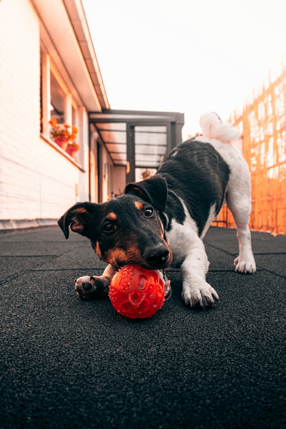 黒と白の短いコートの犬は、黒いカーペットの上で赤いボールを遊んでいる