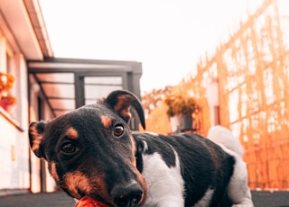 black and white short coated dog biting red ball