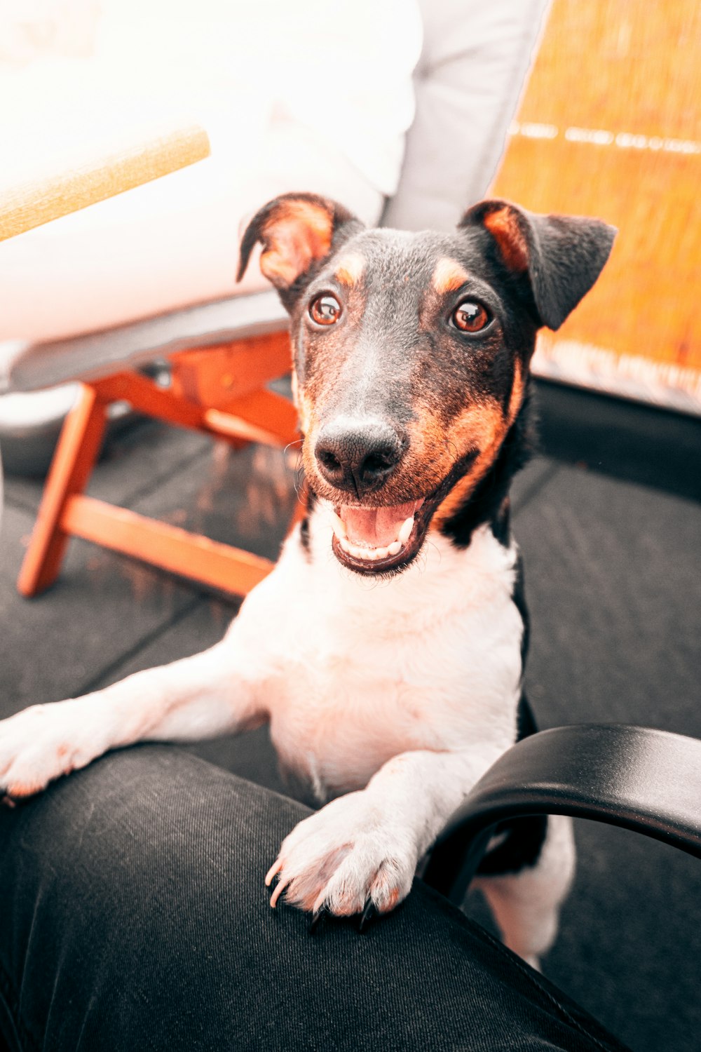 black white and brown short coated dog lying on black leather armchair