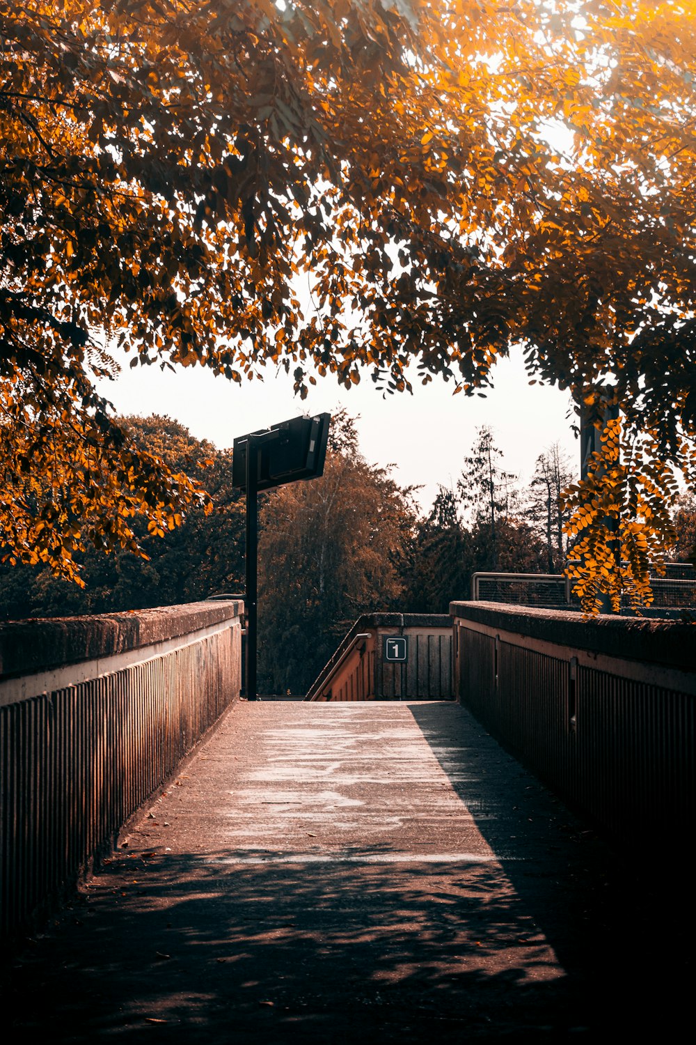 日中の木々の間の茶色の木の橋