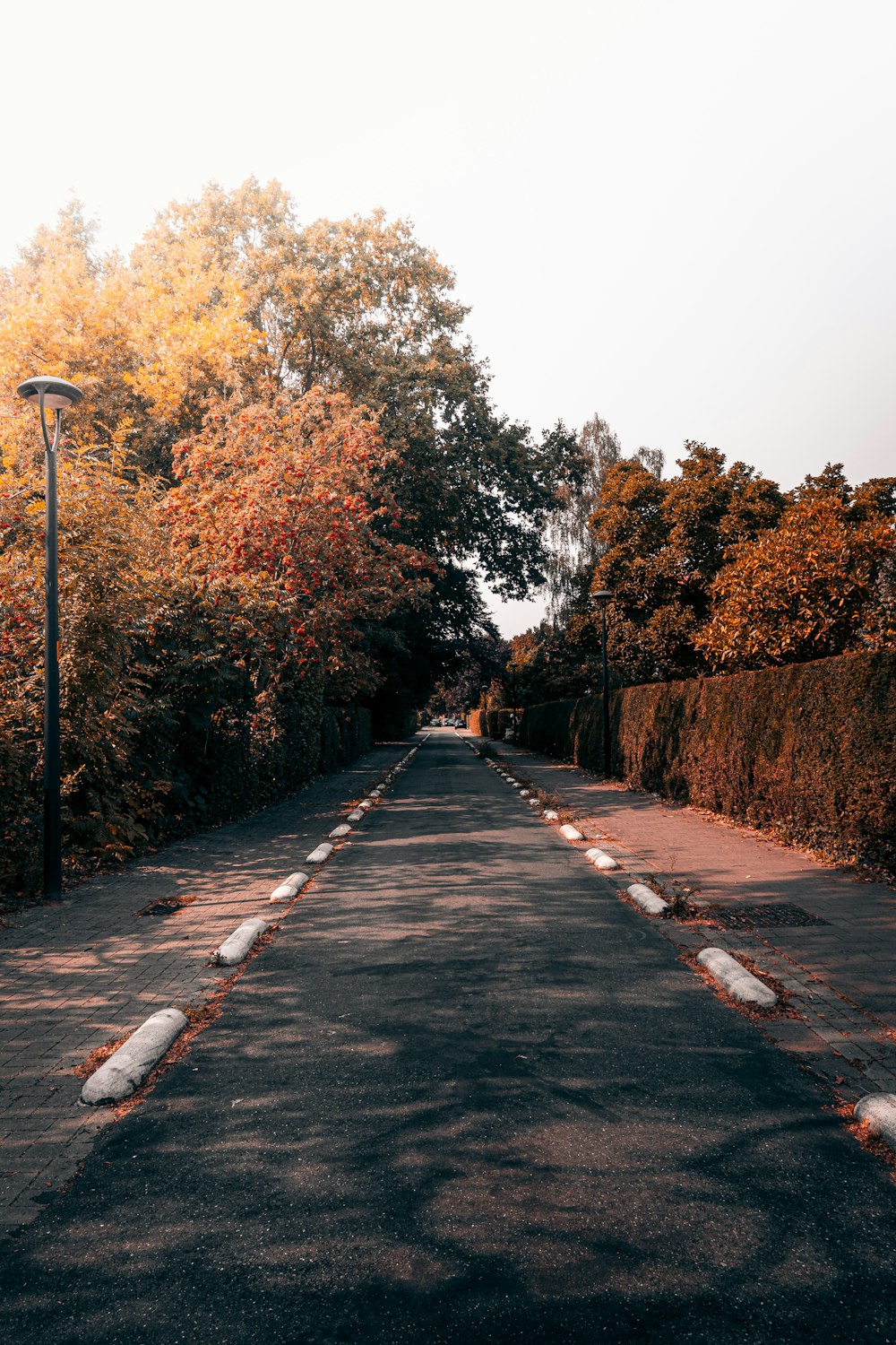 gray concrete pathway between trees during daytime