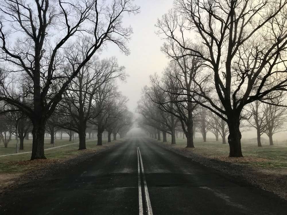 black asphalt road between bare trees during daytime