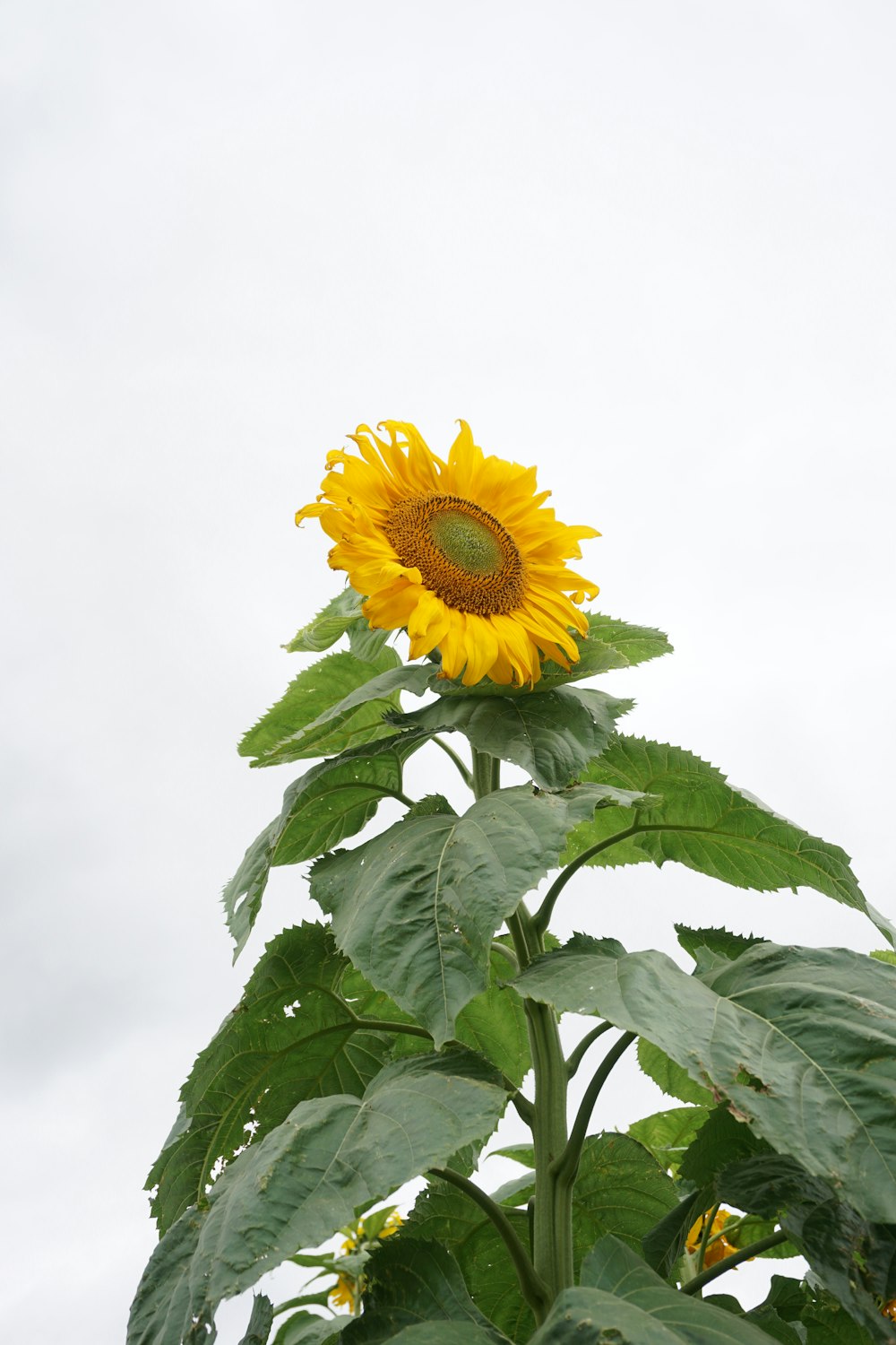 yellow sunflower in bloom during daytime