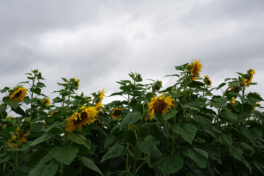 yellow flowers with green leaves under white clouds during daytime