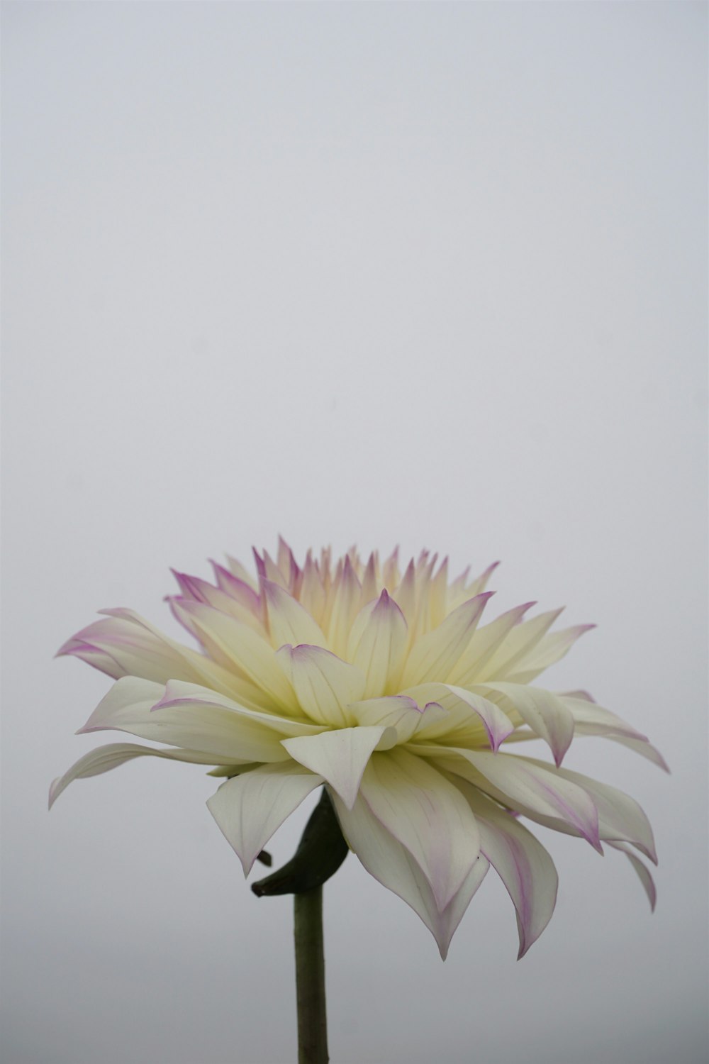 yellow and pink flower in close up photography