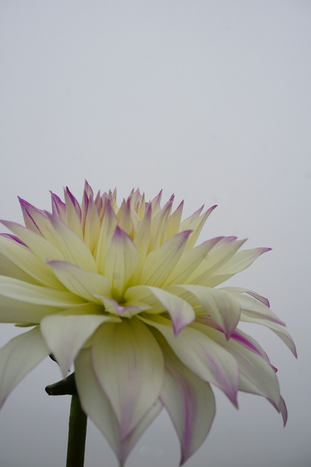 接写で白と紫の花の写真 Unsplashの無料ダリア写真