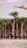 A row of large potted palm trees is lined up, with one palm tree being lifted by a crane. The trees are set on a gravel surface and the crane arm is visible on the right, gripping the tree from the top. The setting appears to be outdoors under a cloudy sky.