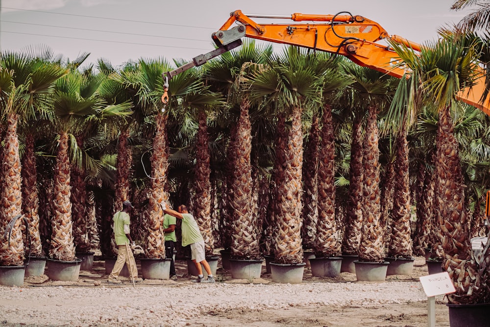 man in green shirt and brown pants standing near palm trees during daytime