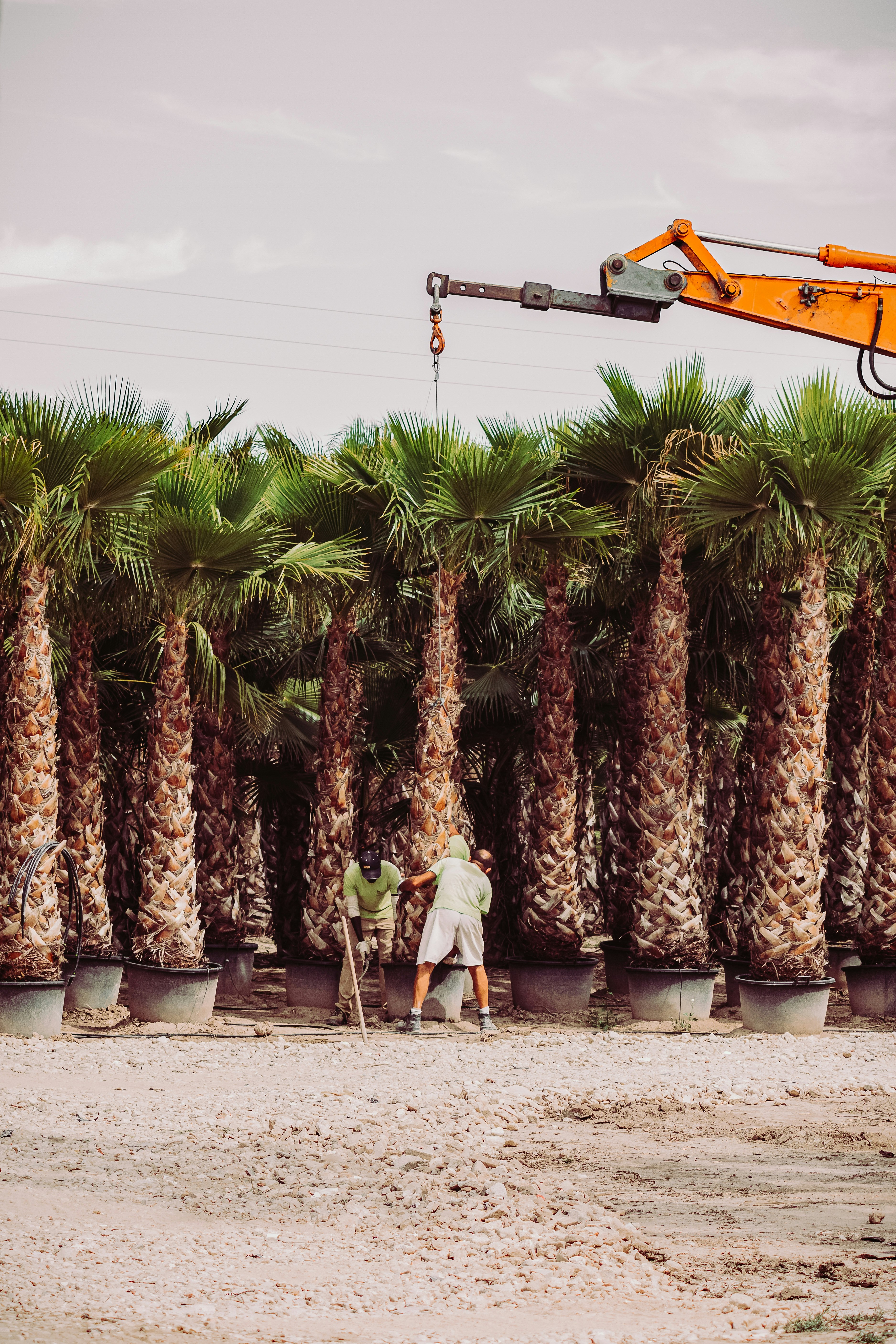 Mann in weißem Hemd und brauner Hose, der tagsüber in der Nähe von Palmen steht