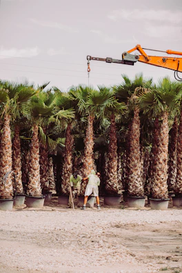 A team safely removing a tall palm tree near a busy Anaheim street.
