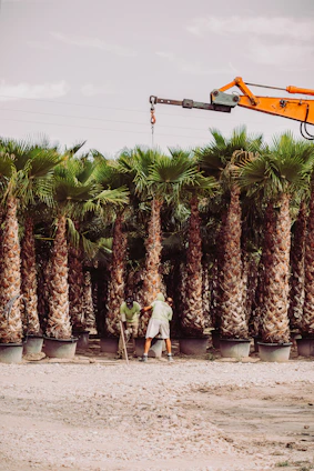 A sunlit row of healthy palm trees at the nursery in Abu Dhabi, with workers tending to the plants.
