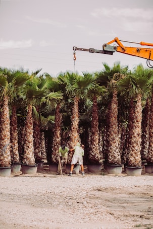 A row of tall palm trees in large pots is being tended to by two individuals wearing light clothing. An orange crane arm is positioned above the trees, suggesting maintenance or transportation operations. The ground is covered with gravel, and power lines are visible in the background, hinting at a semi-industrial or commercial setting.