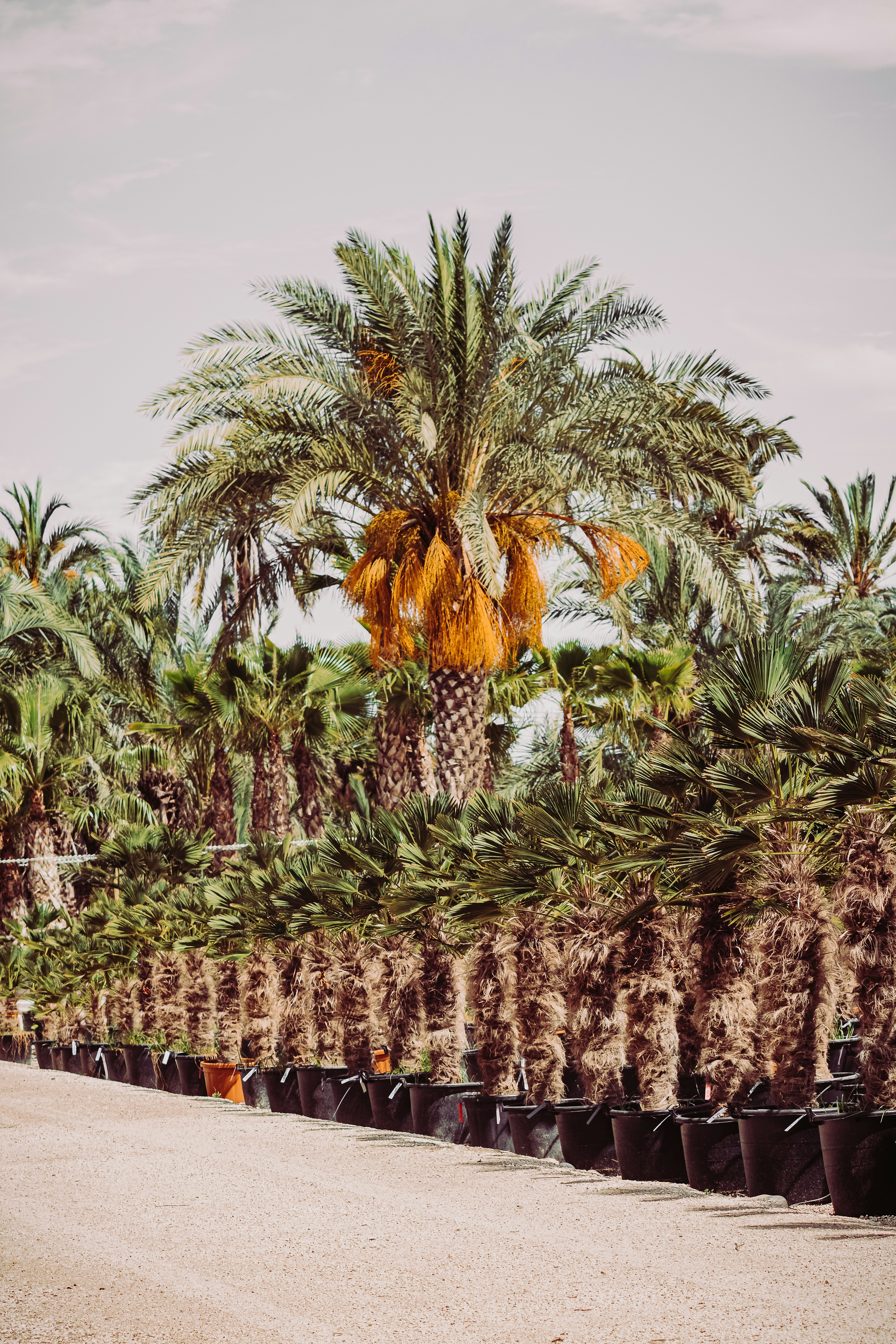 green palm trees during daytime
