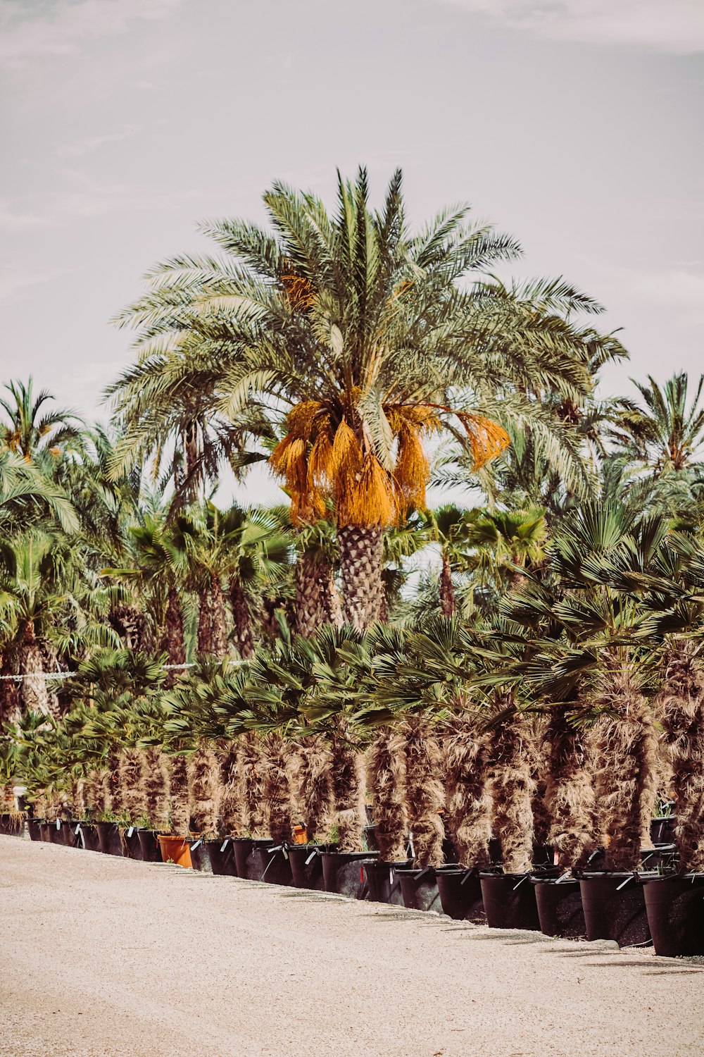 green palm trees during daytime