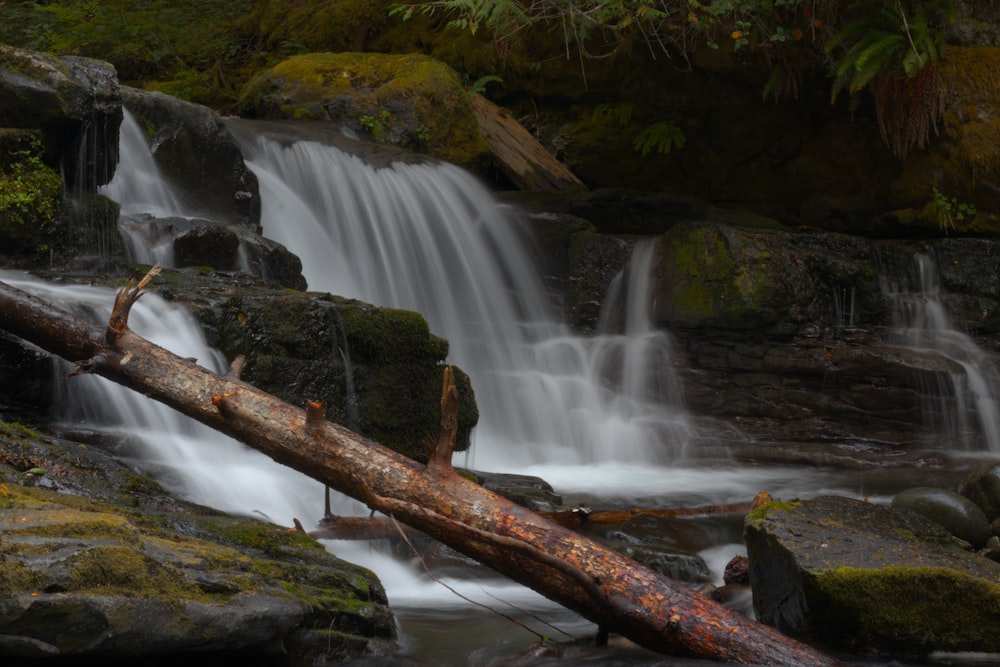 brown tree trunk near waterfalls