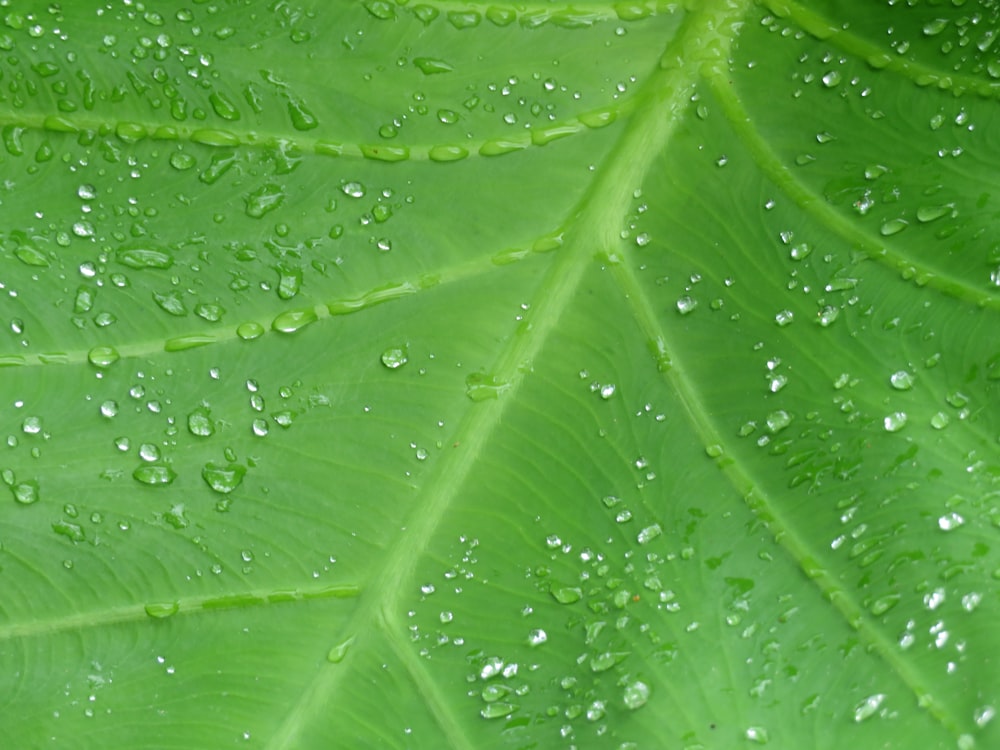 water droplets on green leaf