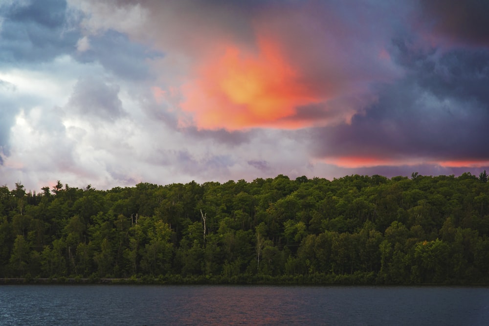 green trees beside body of water during daytime