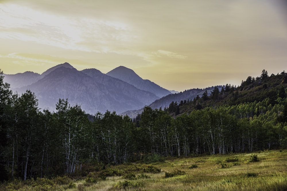 green trees near mountain under white clouds during daytime