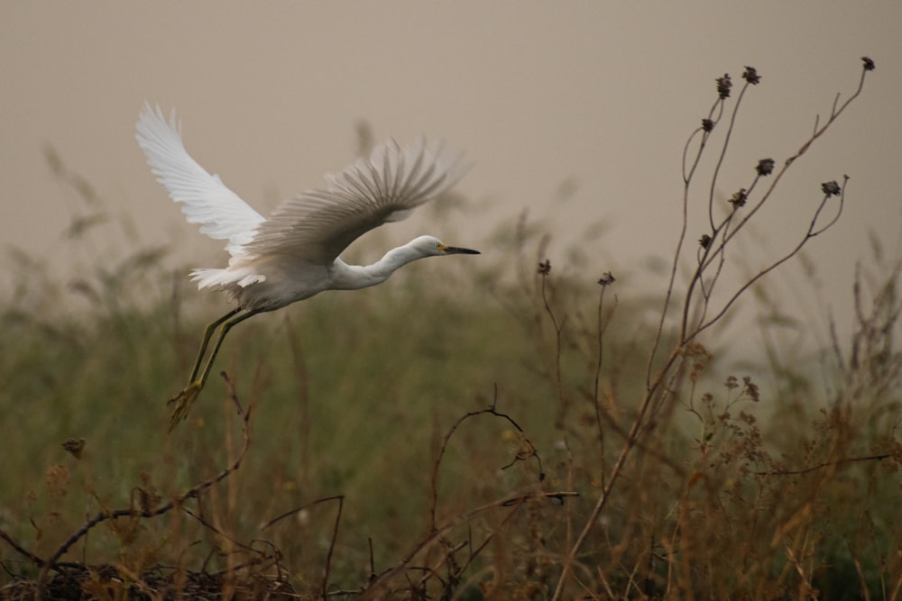white bird flying over brown grass during daytime