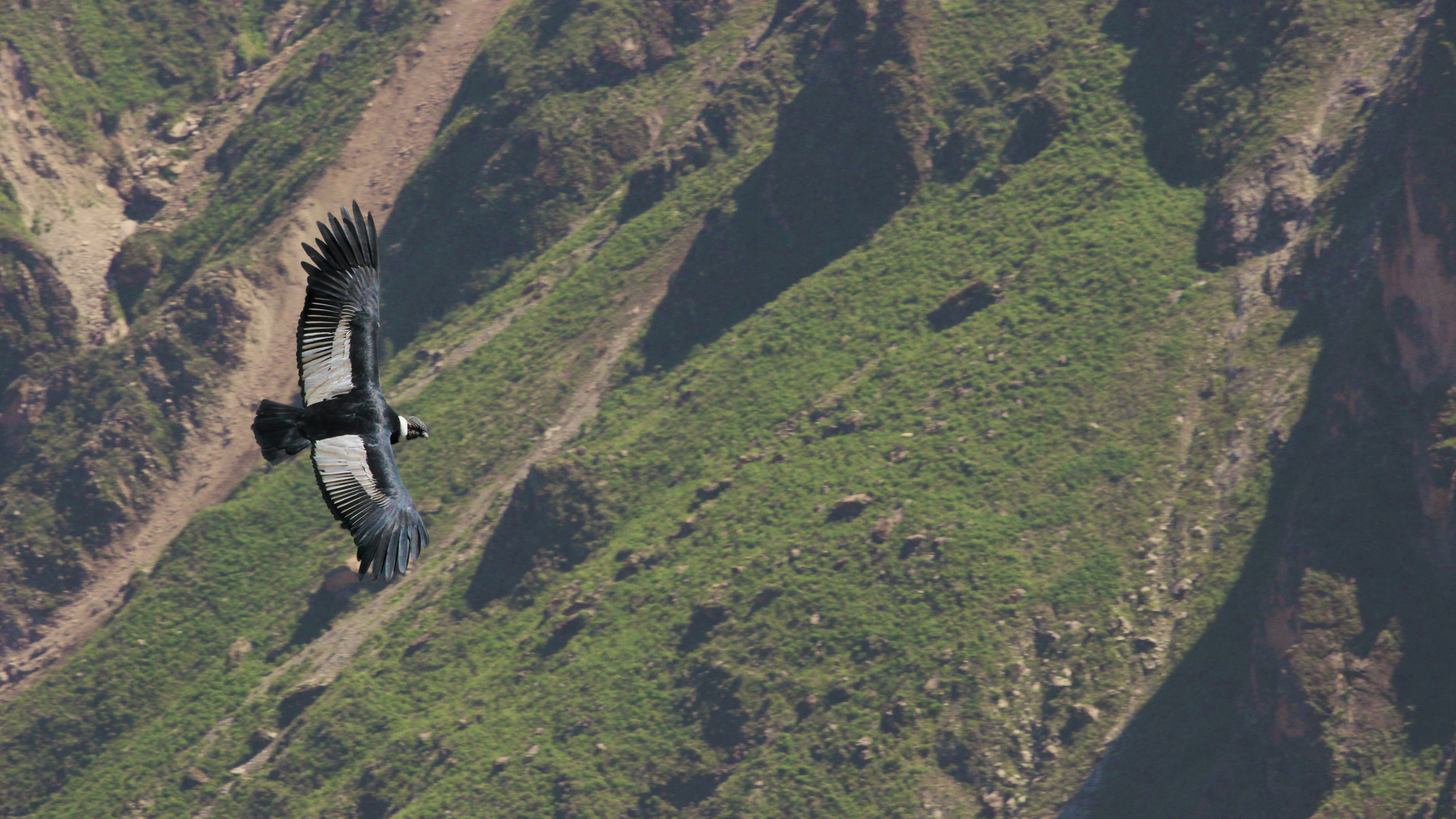 Condor soaring over Patagonian steppe with mountains in background