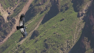 A majestic Andean condor soaring over rugged mountain landscapes at sunrise.