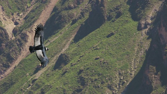 A large bird with outstretched wings glides gracefully over a mountainous terrain. The background consists of rugged cliffs and green vegetation, indicating a natural and wild setting.