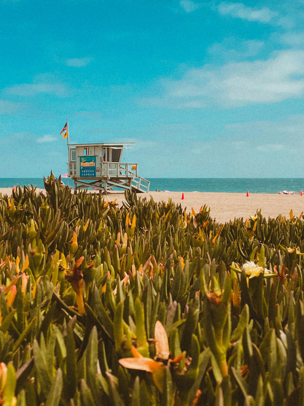 Champ de maïs vert et brun près de la mer bleue sous le ciel bleu pendant la journée