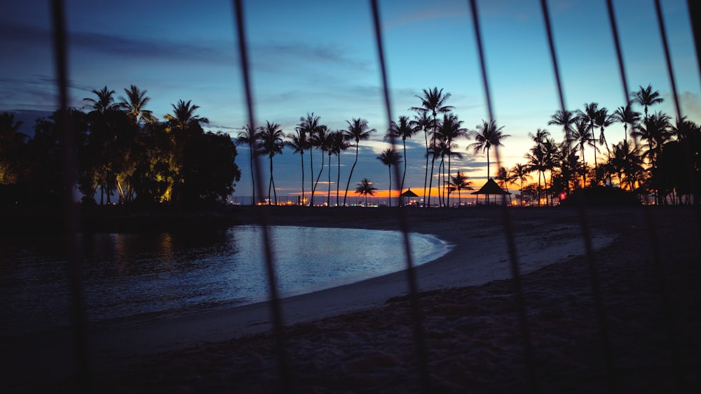 palm trees on beach shore during sunset