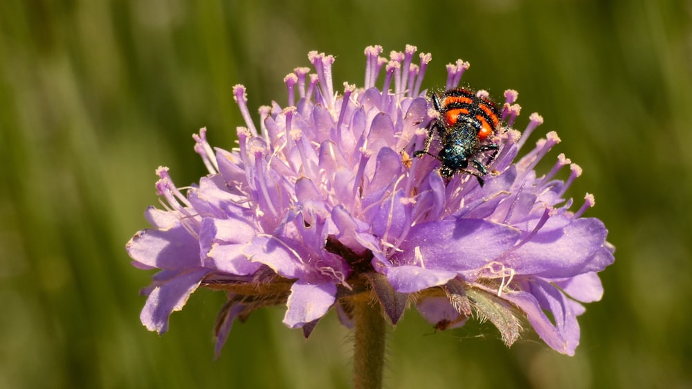 green and black bug on purple flower