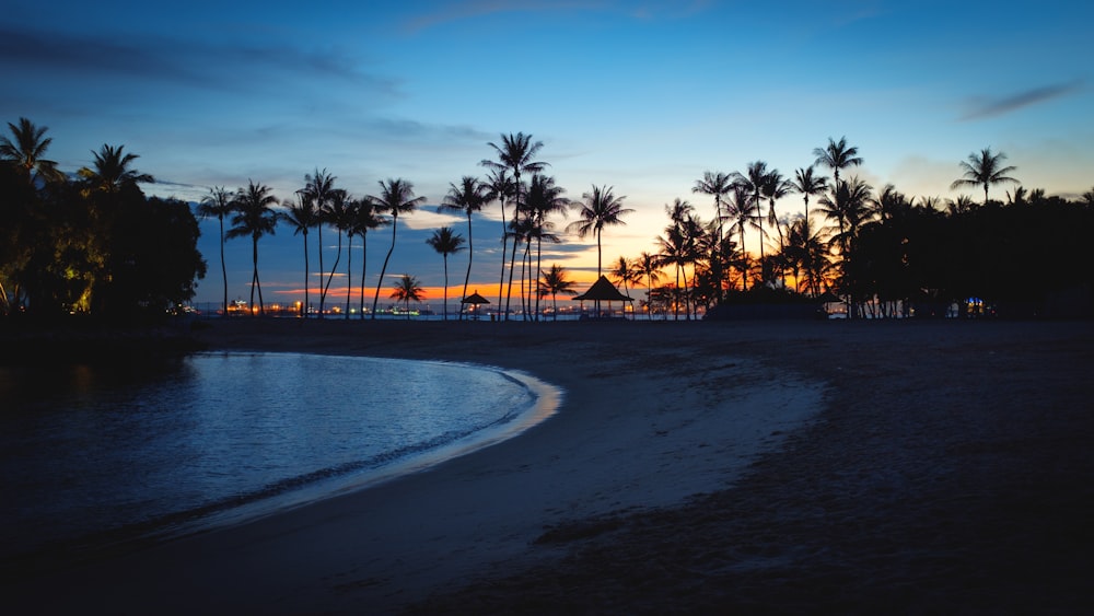 palm trees near sea during sunset on sentosa island